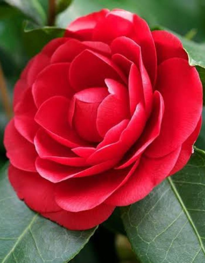 Camelia 3 Colours Combo Red, Pink And White Plant