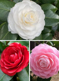 Camelia 3 Colours Combo Red, Pink And White Plant