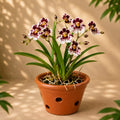 Tolumnia ‘Golden Sunhat Sunrise Pink’ – Rare Mini Orchid Plant | OrchidZone