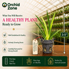 Tolumnia Red Spread Orchid Plant
