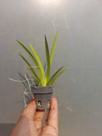 Tolumnia Jairak Firm Spotty Orchid Plant