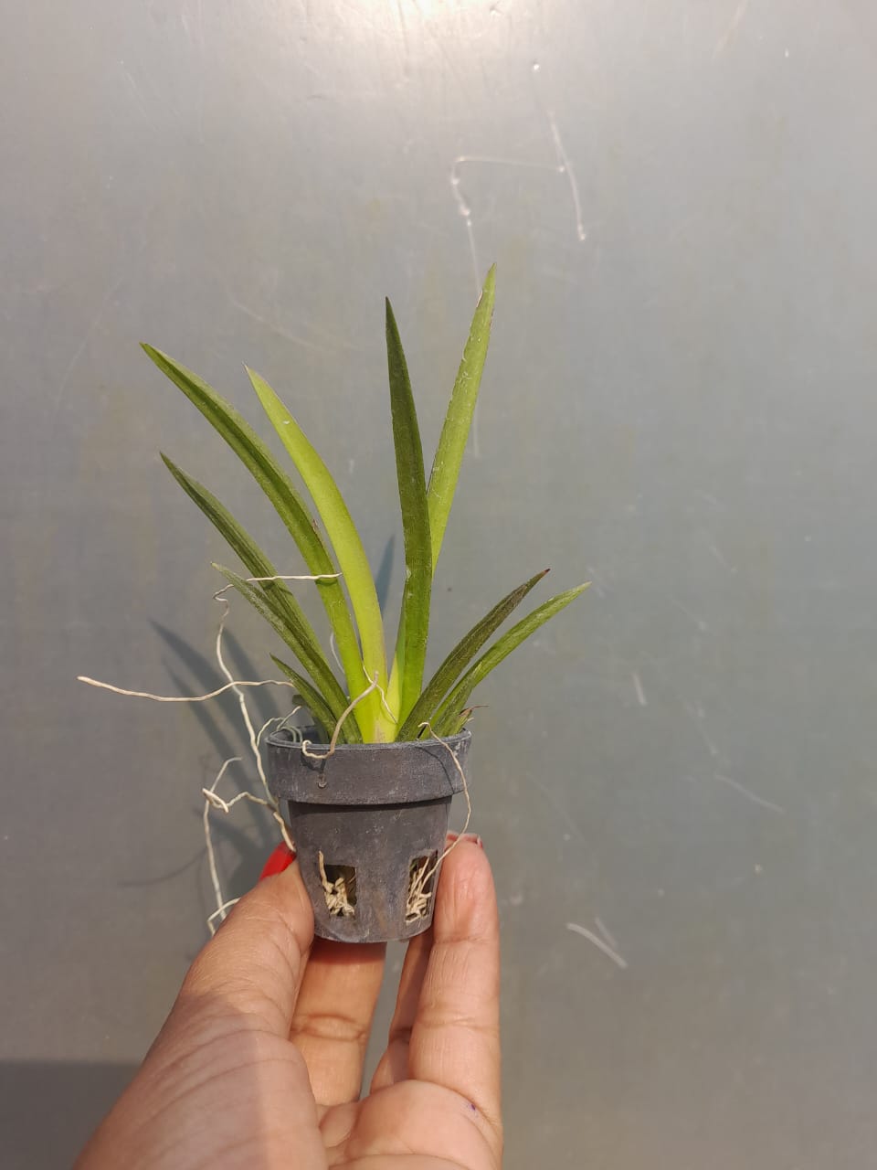 Tolumnia Jairak Firm Spotty Orchid Plant