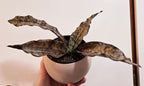 Sansevieria Coppertone Indoor Plant