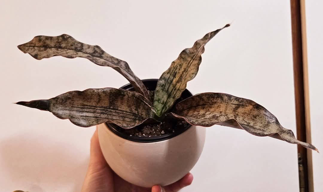 Sansevieria Coppertone Indoor Plant