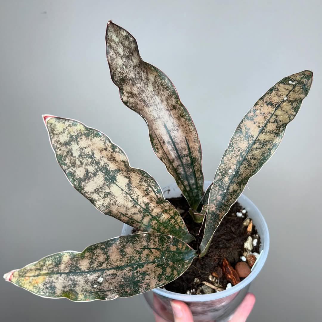 Sansevieria Coppertone Indoor Plant