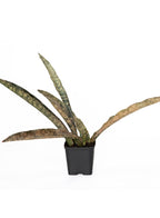 Sansevieria Coppertone Indoor Plant