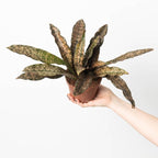 Sansevieria Coppertone Indoor Plant
