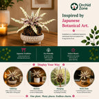 Kokedama cryptanthus Acaulis gray