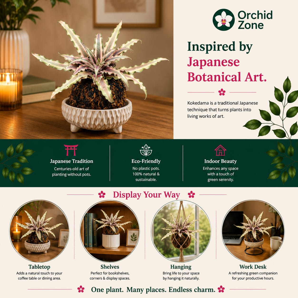 Kokedama cryptanthus Acaulis gray