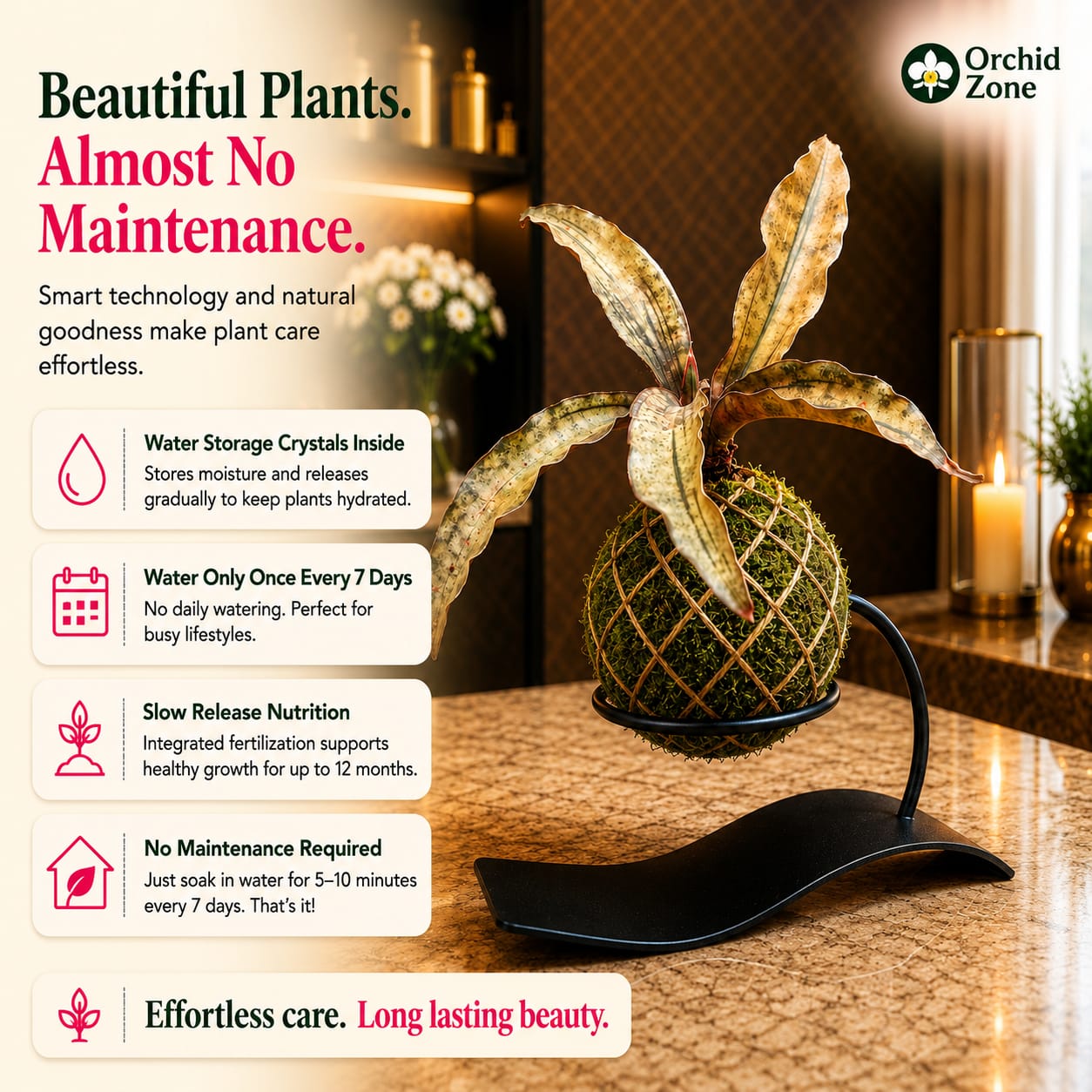 Kokedama Sansevieria Coppertone Plant