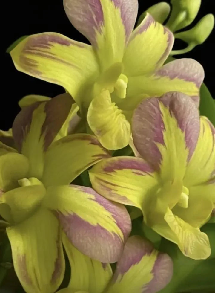 Dendrobiom Nopporn Mutation Hybrid Orchid Plant