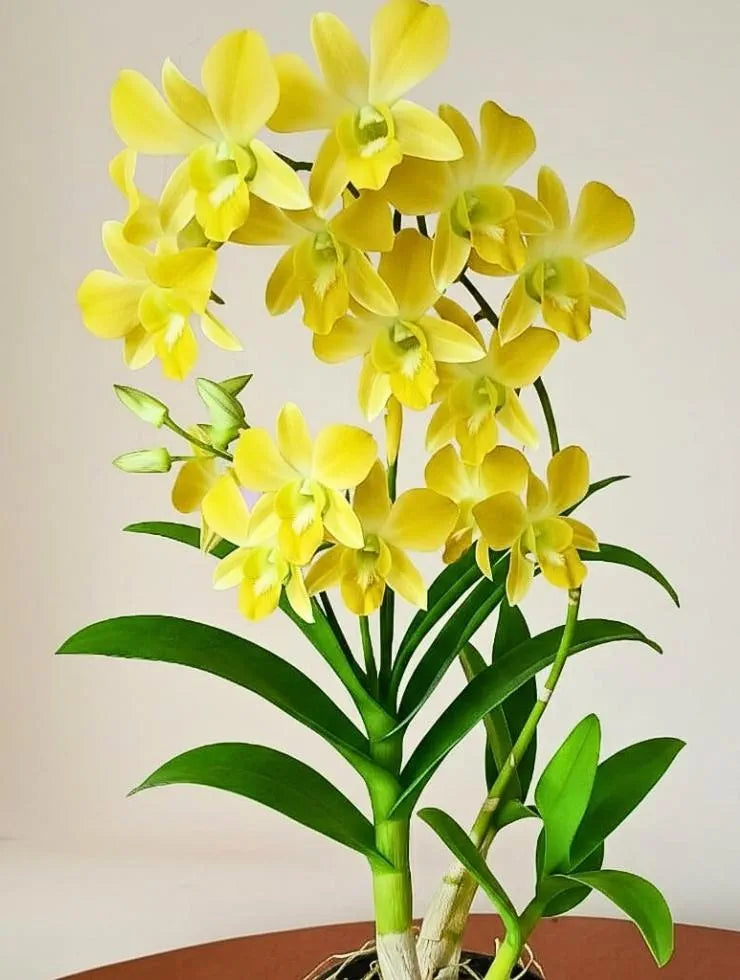 Dendrobiom. Burana Green X Cruentum Plant