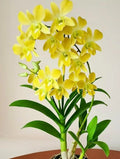 Dendrobiom. Burana Green X Cruentum Plant