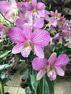 Dendrobiom Aridang x Burana Stripe Hybrid Orchid Plant