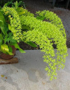 Grammatophyllum Green Orchid Plant