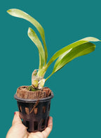 Grammatophyllum Green Orchid Plant