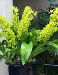 Grammatophyllum Green Orchid Plant