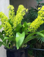 Grammatophyllum Green Orchid Plant