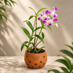 Dendrobium Sonia purple