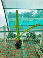Cymbidium Aloifolium Orchid Plant