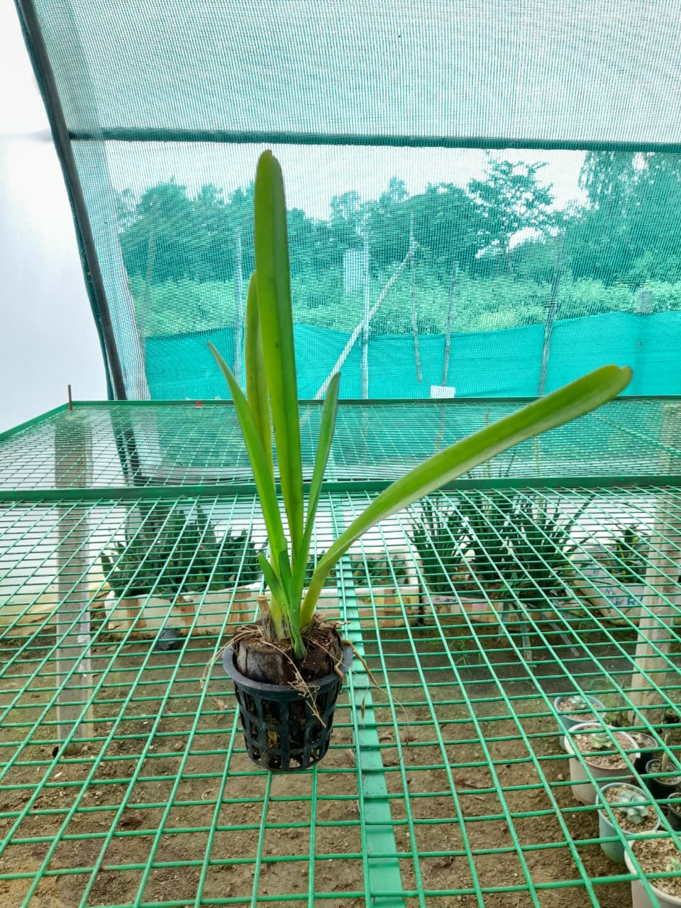 Cymbidium Aloifolium Orchid Plant