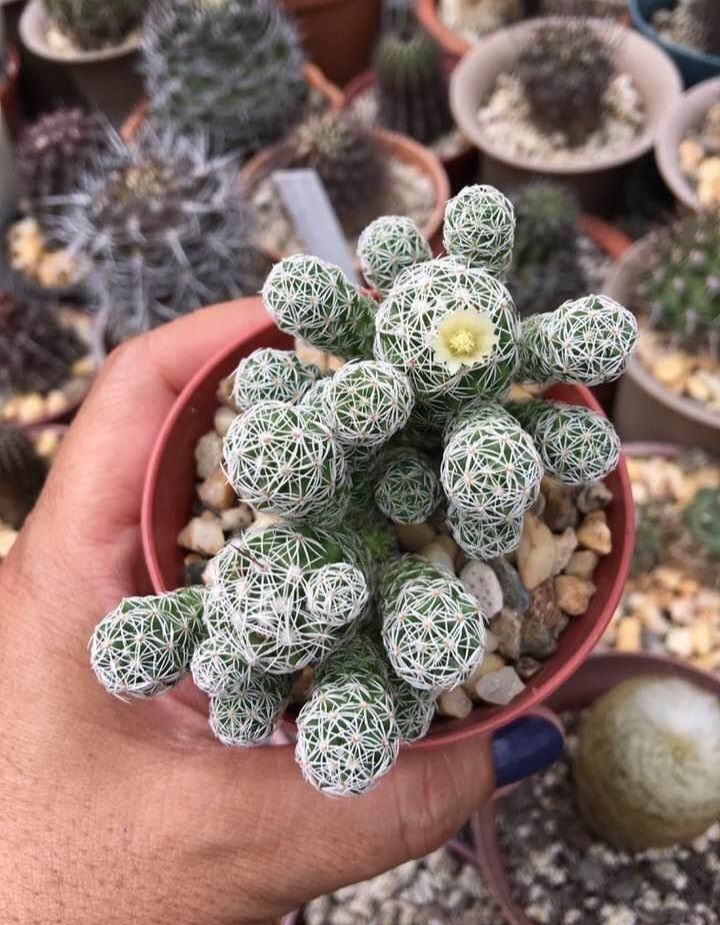 Mammillaria Gracilis Thimble Cactus Plant