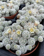 Mammillaria Gracilis Thimble Cactus Plant
