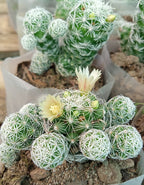 Mammillaria Gracilis Thimble Cactus Plant