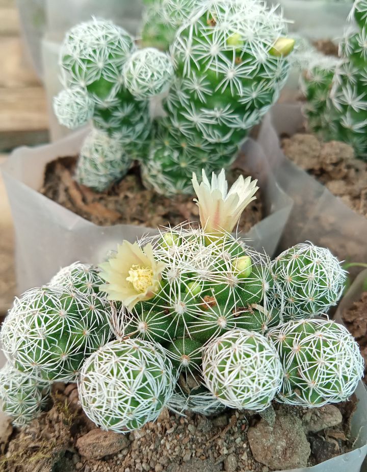 Mammillaria Gracilis Thimble Cactus Plant