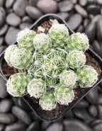 Mammillaria Gracilis Thimble Cactus Plant