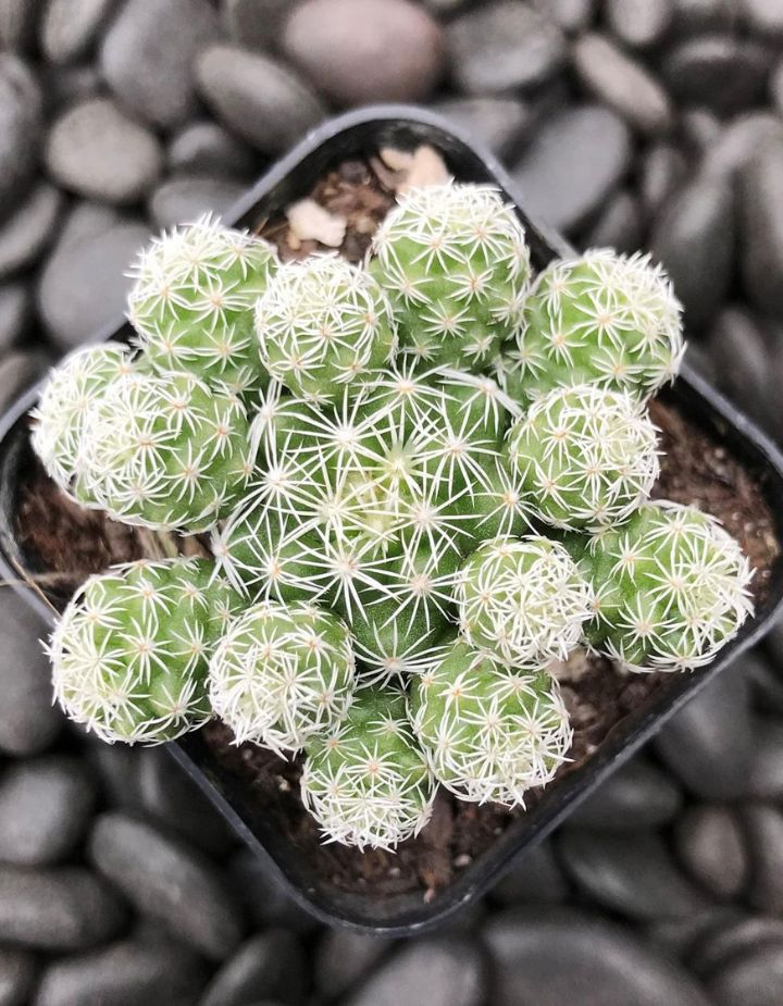 Mammillaria Gracilis Thimble Cactus Plant