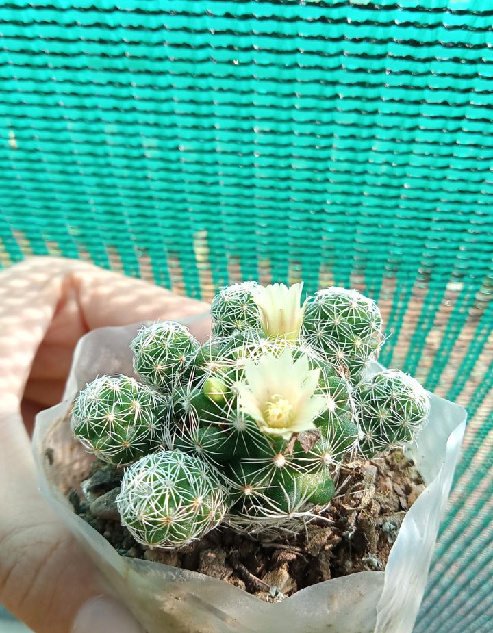 Mammillaria Gracilis Thimble Cactus Plant