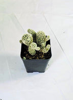 Mammillaria Gracilis Thimble Cactus Plant