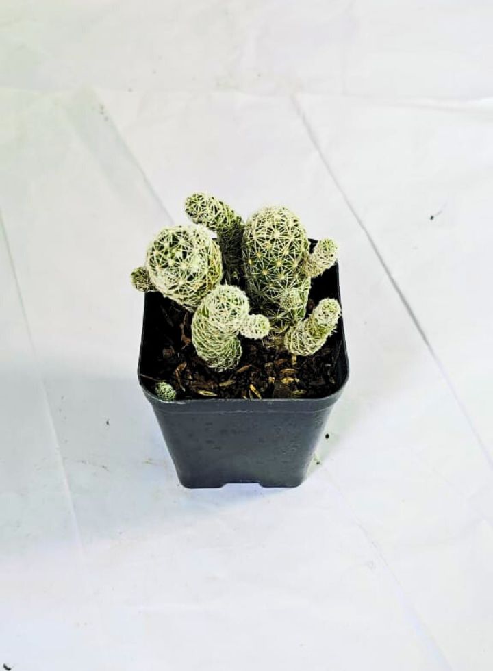Mammillaria Gracilis Thimble Cactus Plant