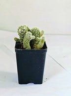 Mammillaria Gracilis Thimble Cactus Plant