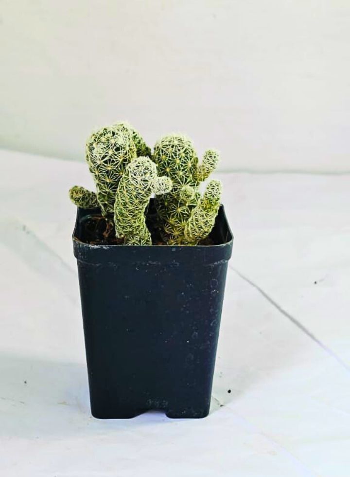 Mammillaria Gracilis Thimble Cactus Plant