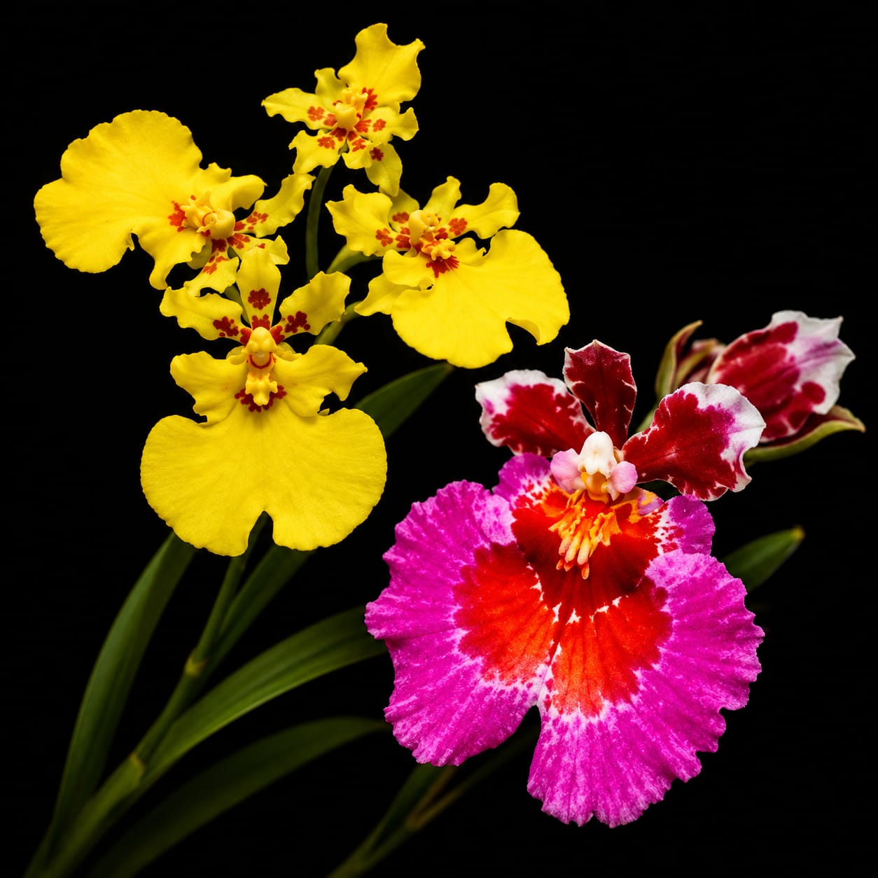 Tolumnia Orchid 2 Plants Combo