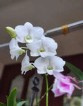 Dendrobiom White Diamond Hybrid Orchid Plant