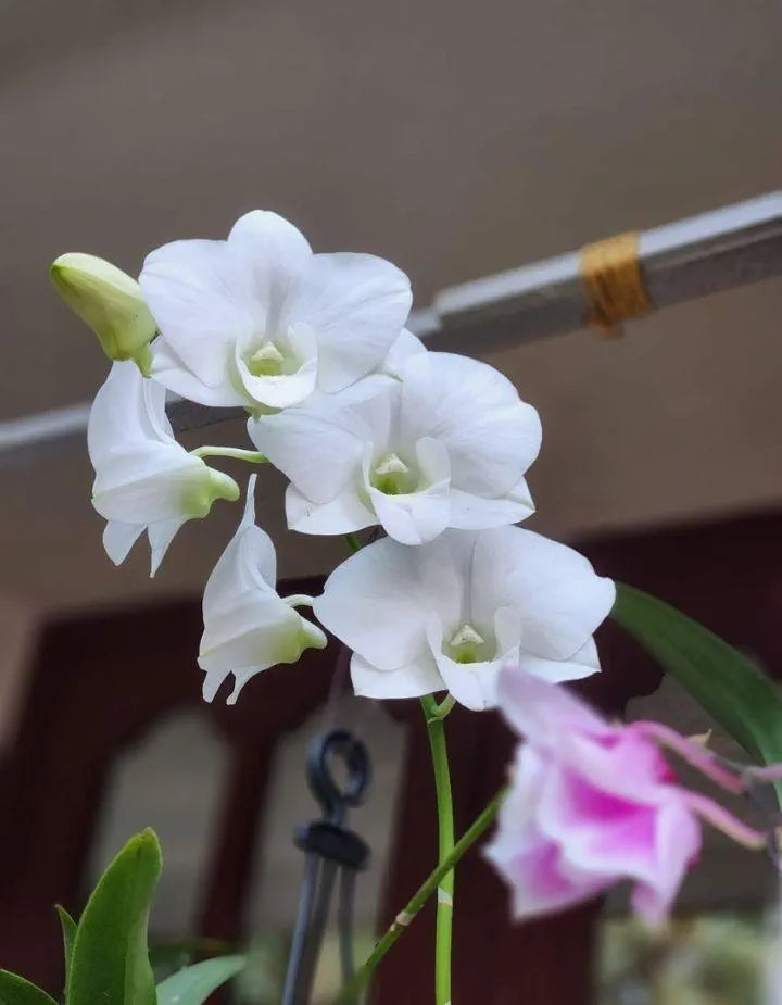 Dendrobiom White Diamond Hybrid Orchid Plant