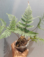 Rabbit Foot Fern Plant