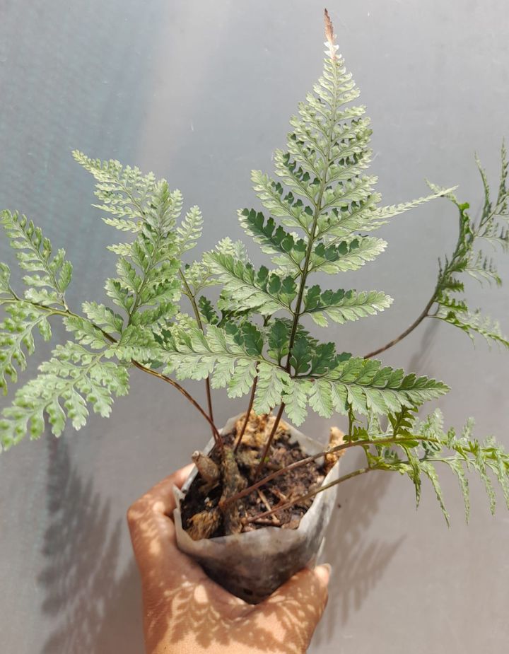 Rabbit Foot Fern Plant