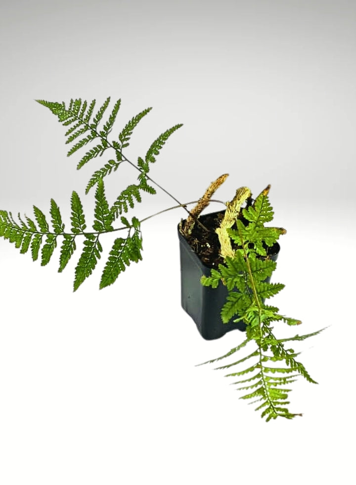 Rabbit Foot Fern Plant