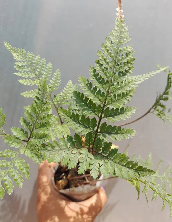 Rabbit Foot Fern Plant