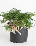 Rabbit Foot Fern Plant