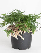Rabbit Foot Fern Plant