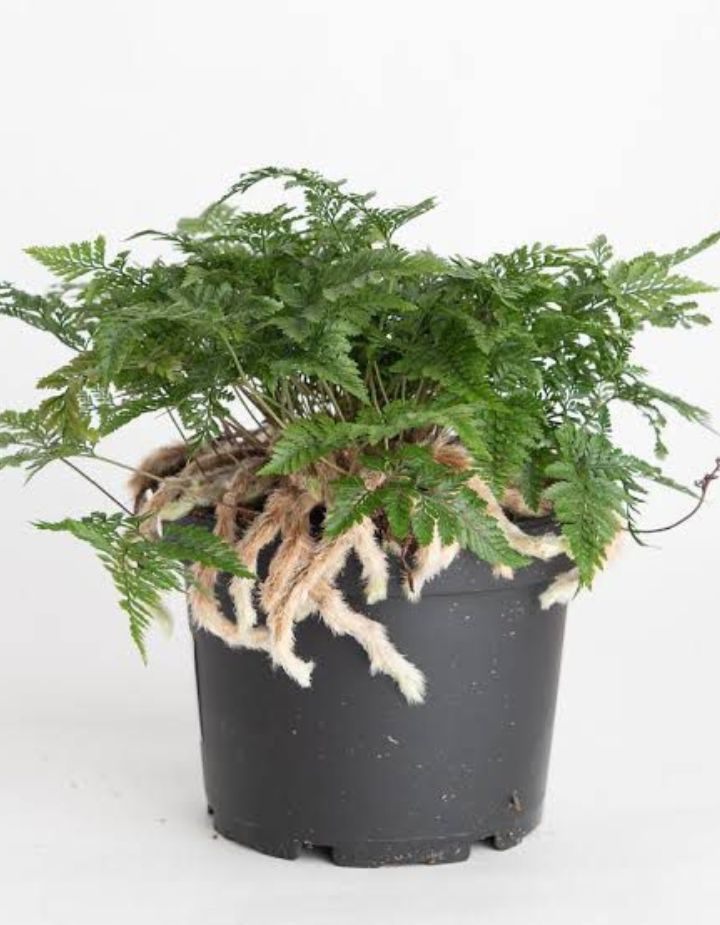 Rabbit Foot Fern Plant