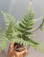 Rabbit Foot Fern Plant