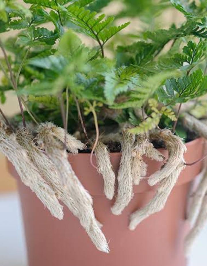 Rabbit Foot Fern Plant