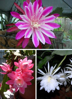 Epiphyllum 3Colours Combo Plant