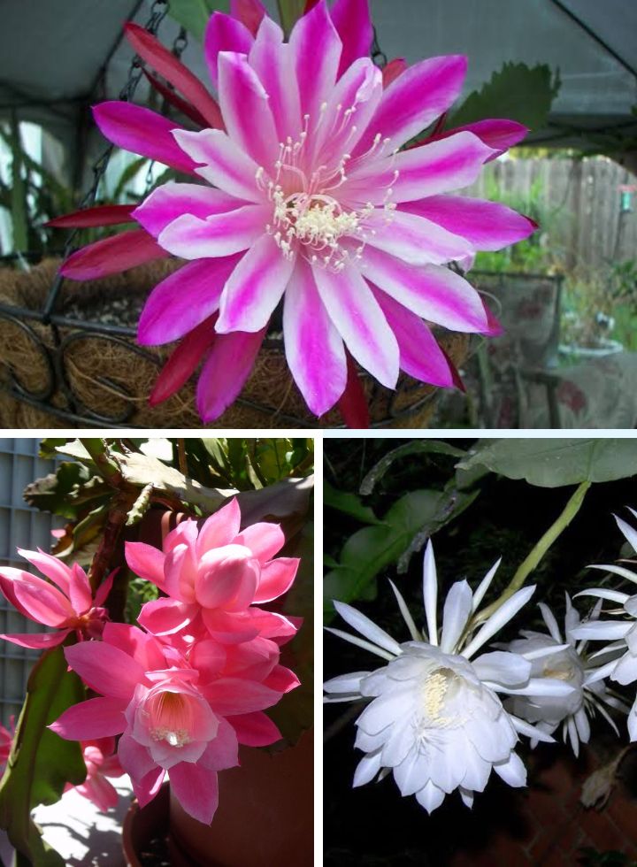 Epiphyllum 3Colours Combo Plant